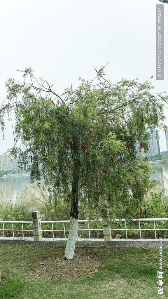 户外翠绿柳树景观