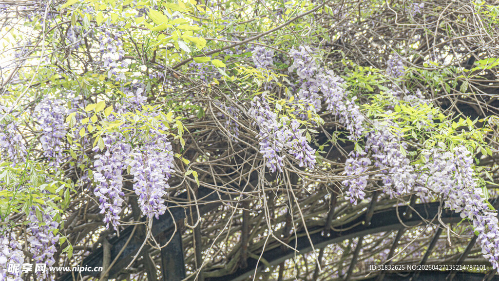 紫藤花垂挂 绽浪漫之美