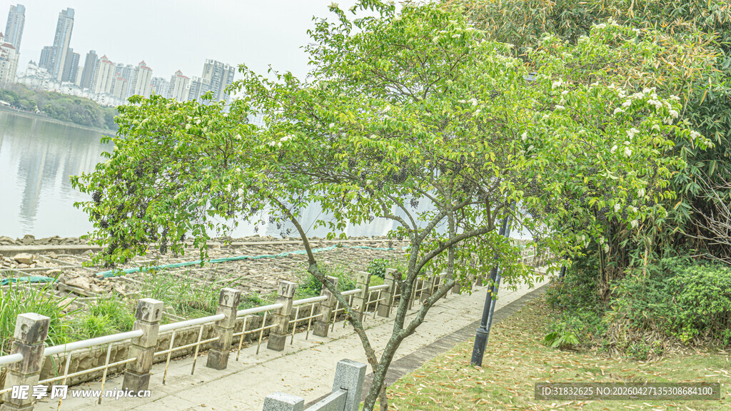 河畔绿树风景