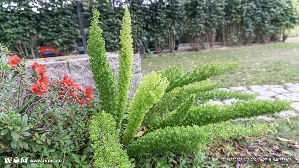 庭院中的绿植花卉景观