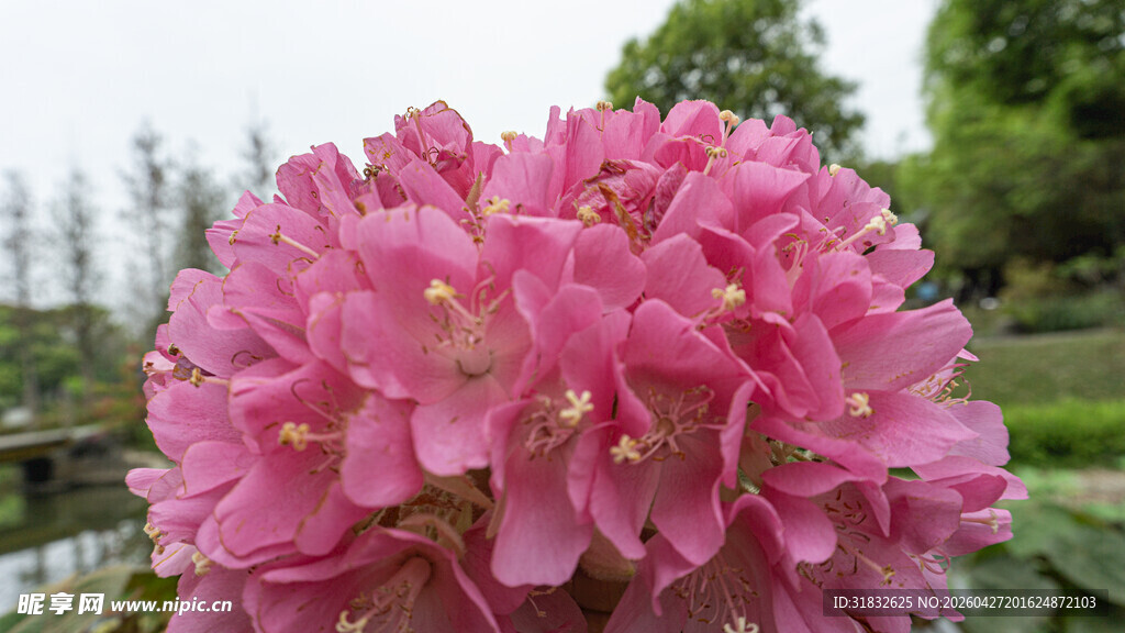 非洲芙蓉 娇艳粉色花卉绽放