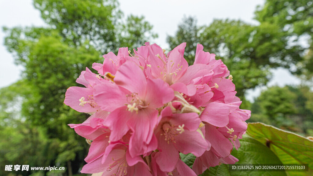 非洲芙蓉 粉色花朵绽放绿叶间