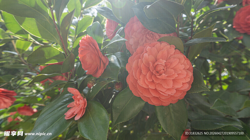 艳丽山茶花绽放于绿叶间