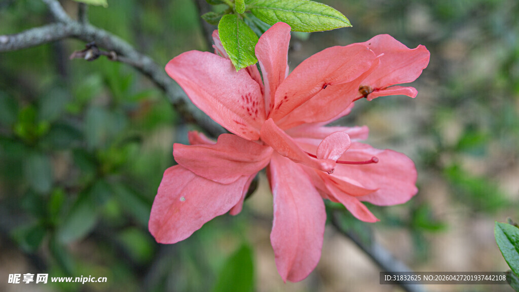娇艳粉色杜鹃花特写