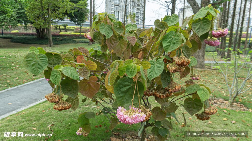 非洲芙蓉 绿叶间绽放的艳丽花朵