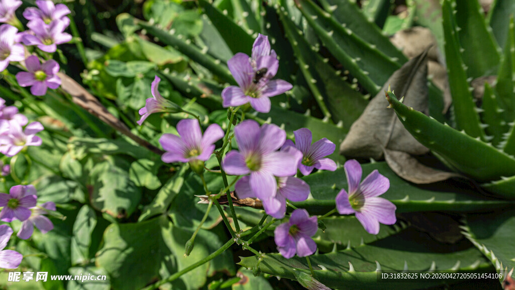紫色小花绽放绿叶间