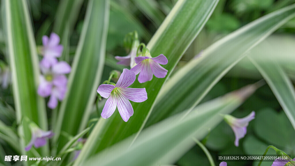 紫花绿叶植物特写