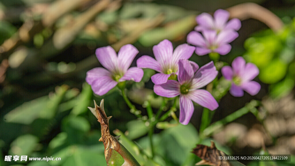 绽放的红花酢浆草小花