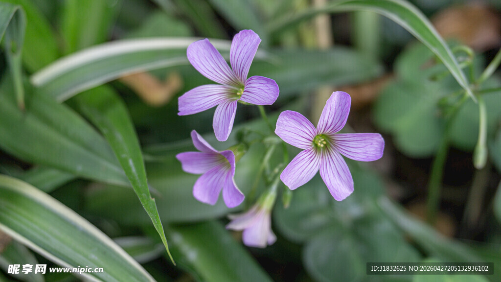 幸运草 紫色小花绽放绿叶间