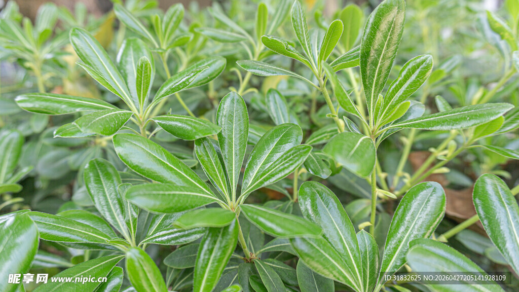 翠绿叶片的植物特写