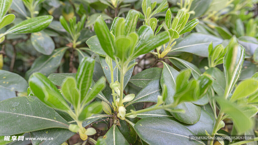 绿叶繁茂的植物特写