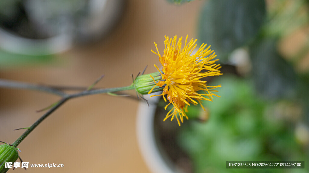 黄色小花特写