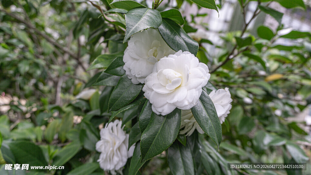 洁白山茶花绽放绿叶间