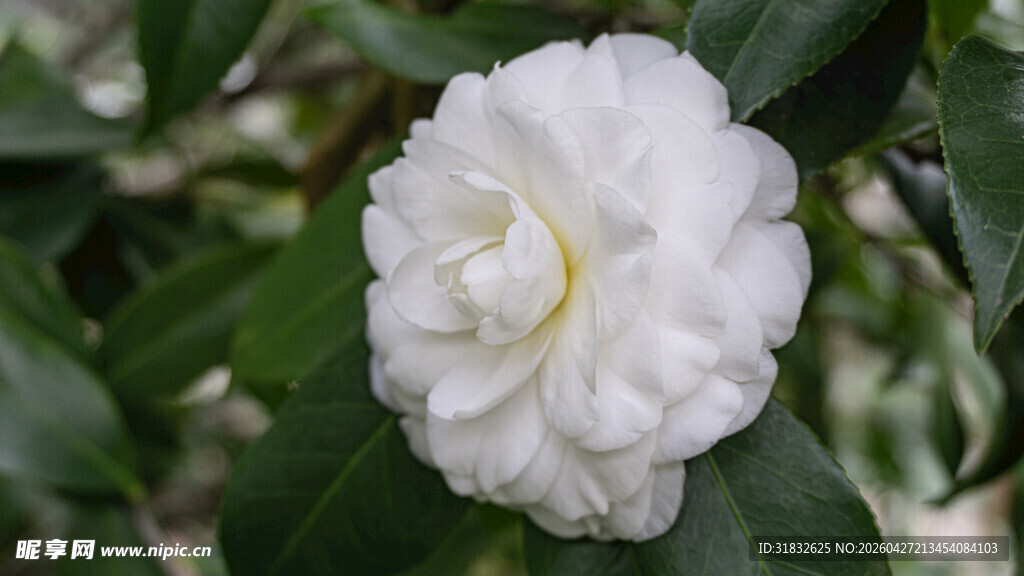洁白山茶花绽放绿叶间