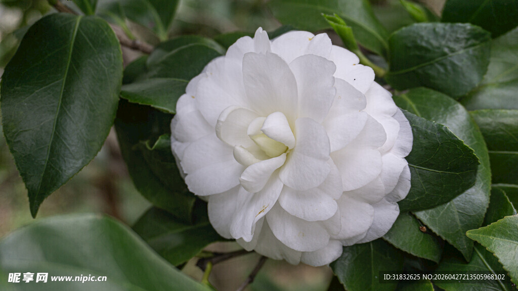 洁白山茶花绽放绿叶间