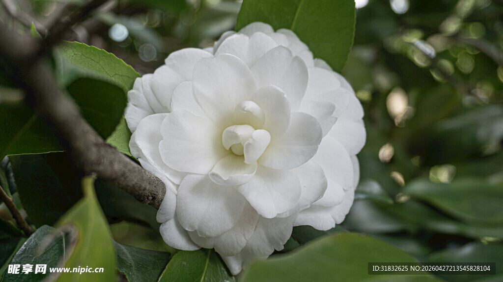 洁白山茶花绽放枝头
