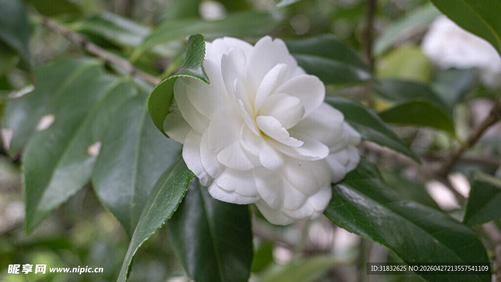 洁白山茶花绽放枝头