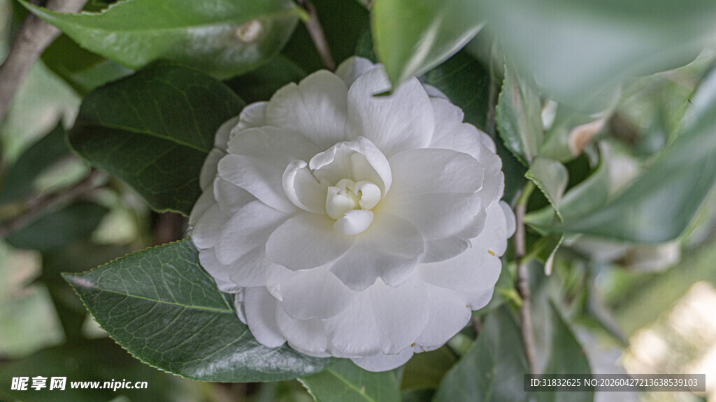 洁白山茶花绽放