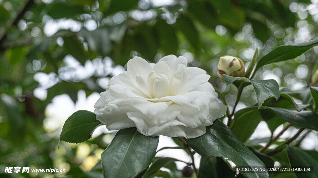 洁白山茶花绽放绿叶间