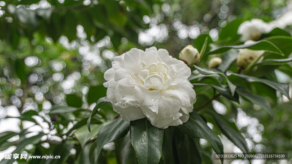 洁白山茶花绽放绿叶间