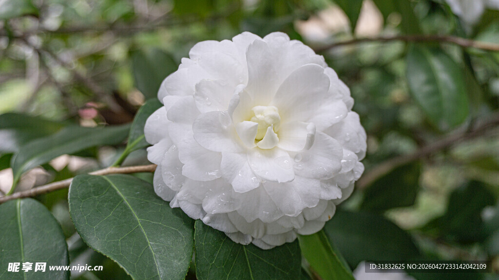 洁白单瓣山茶花特写