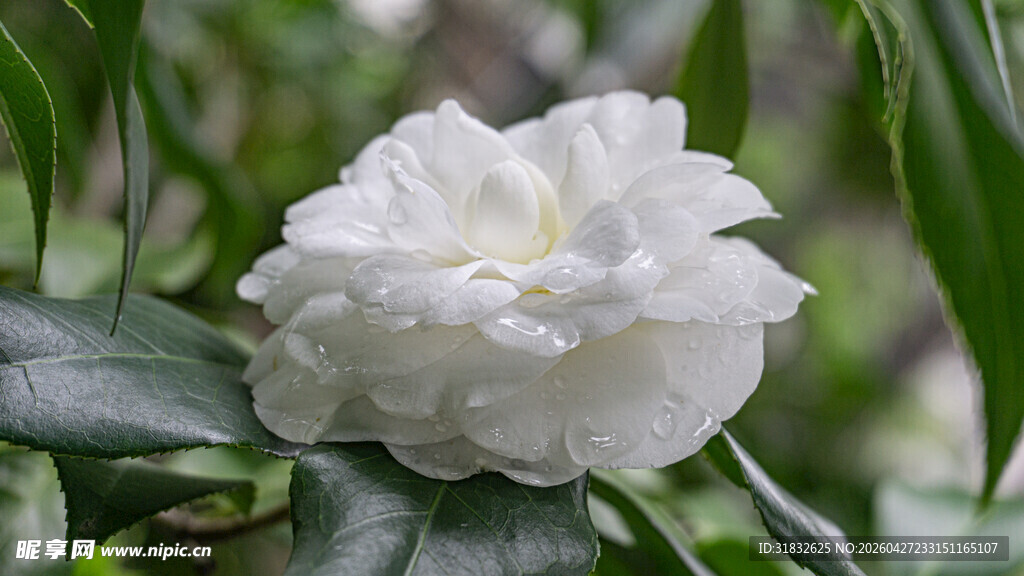 洁白山茶花绽放于绿叶间