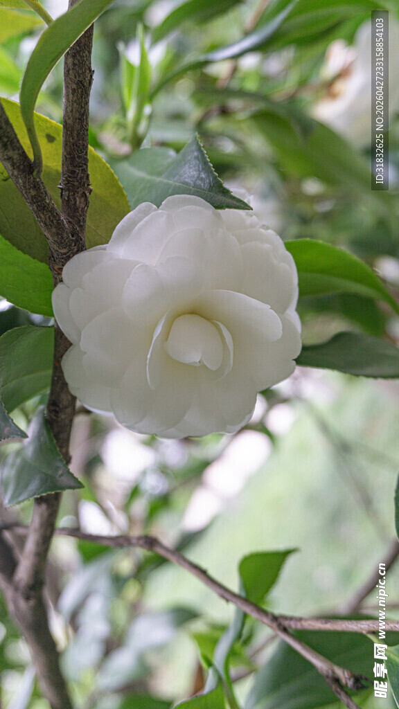 白色山茶花特写