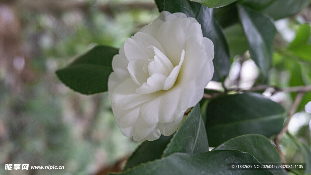 洁白山茶花绽放枝头
