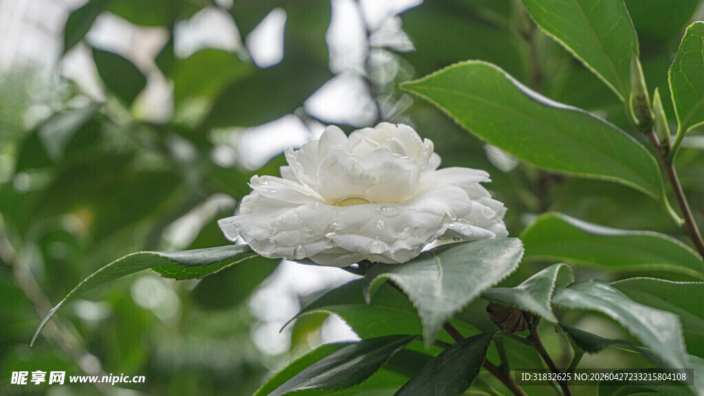 洁白山茶花绽放绿叶间