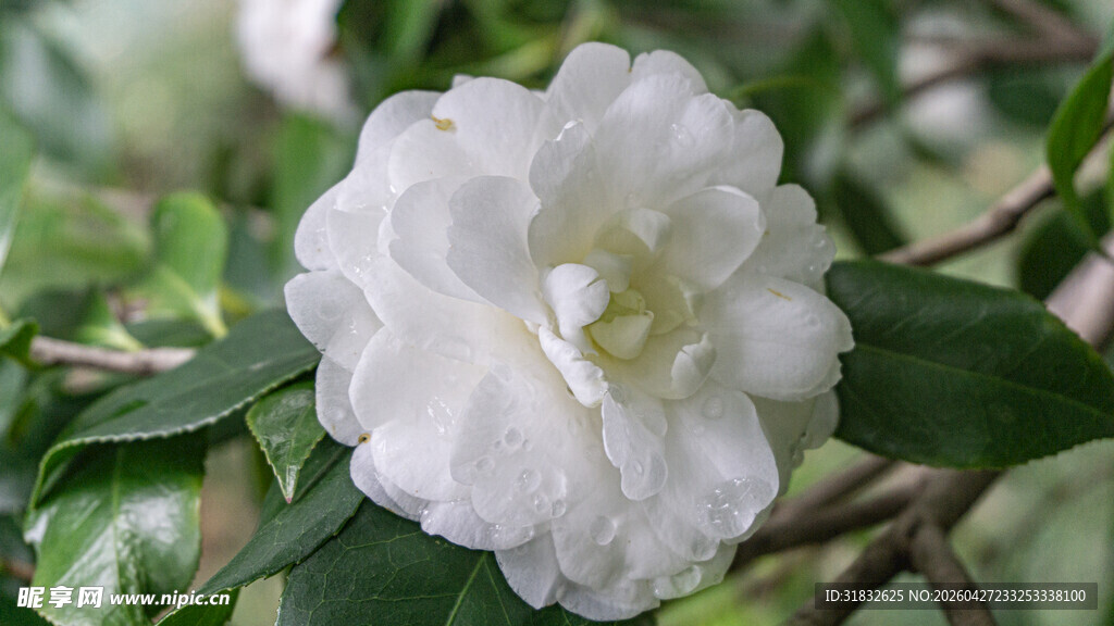 洁白山茶花绽放枝头