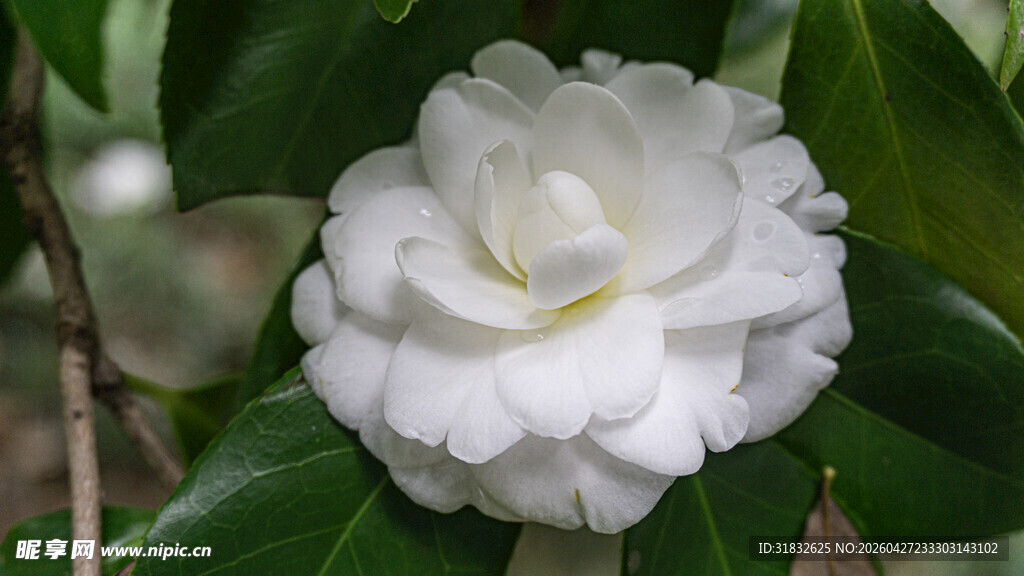 洁白山茶花绽放绿叶间