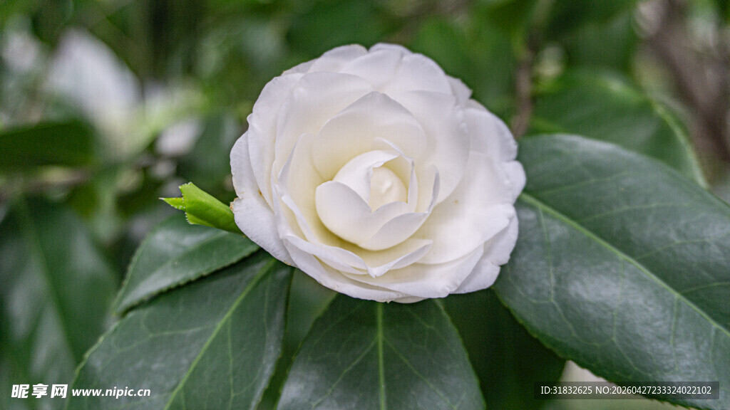 洁白山茶花绽放绿叶间