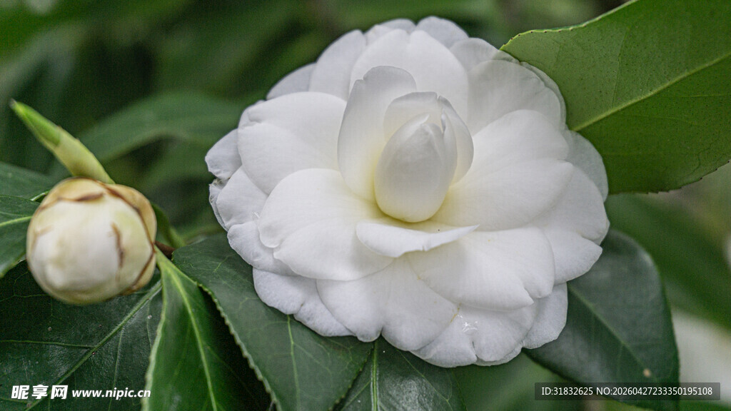 洁白山茶花绽放