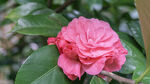 娇艳粉色山茶花绽放