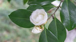 洁白山茶花 绿叶相衬