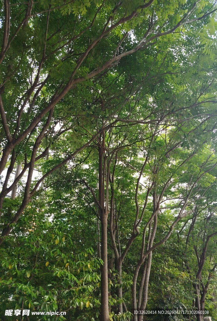 茂密树林绿意盎然