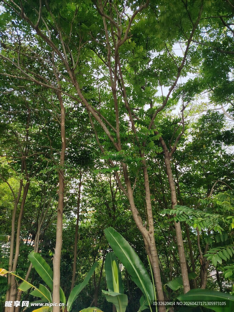 茂密树林中的繁茂绿植