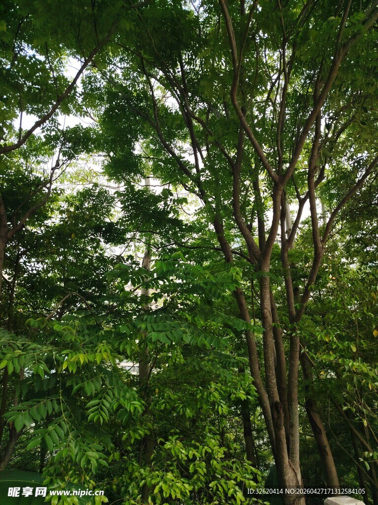 茂密树林中的挺拔树木