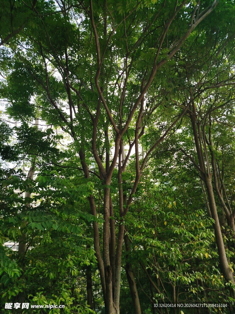 茂密森林中的葱郁树木