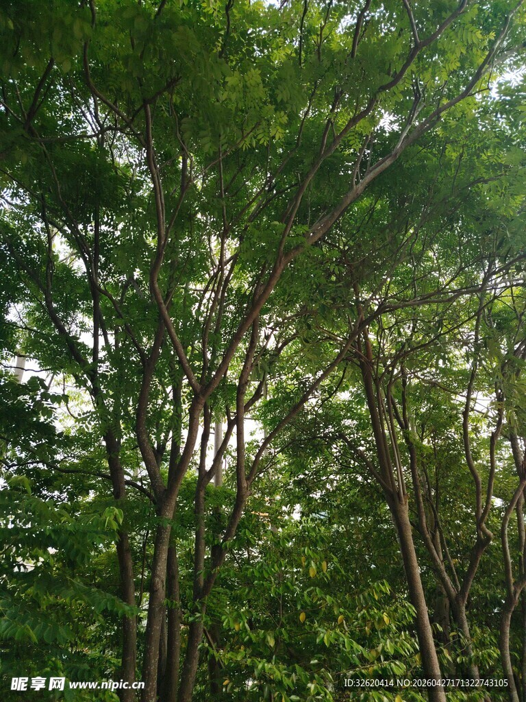 茂密树林绿意盎然