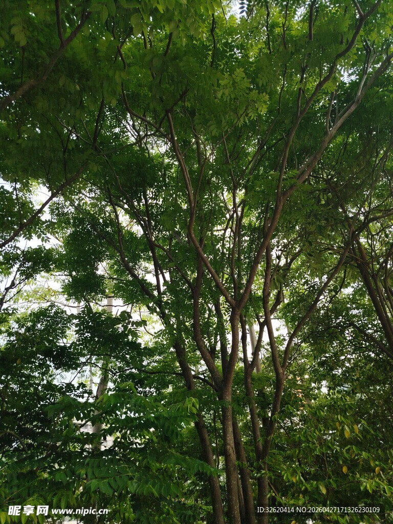 仰视茂密树林绿意盎然