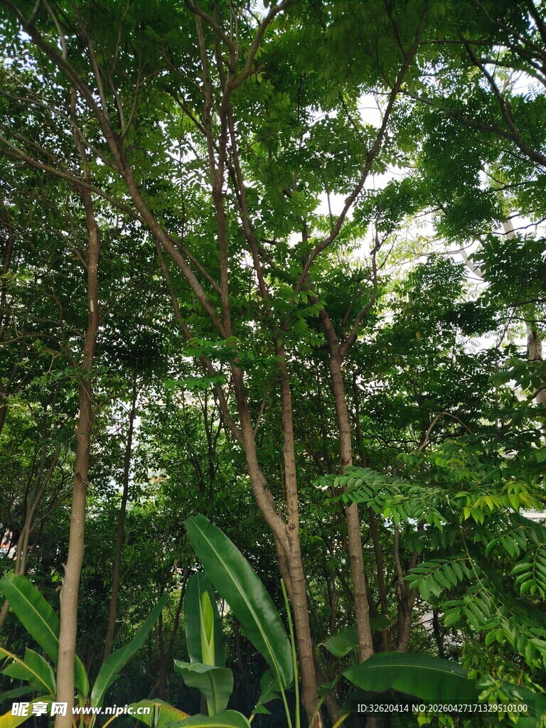 茂密丛林中的繁茂树木