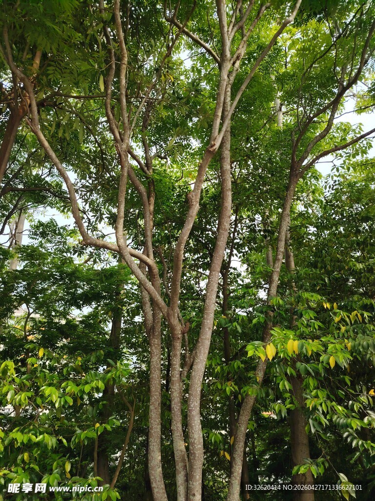 茂密树林中的挺拔树干