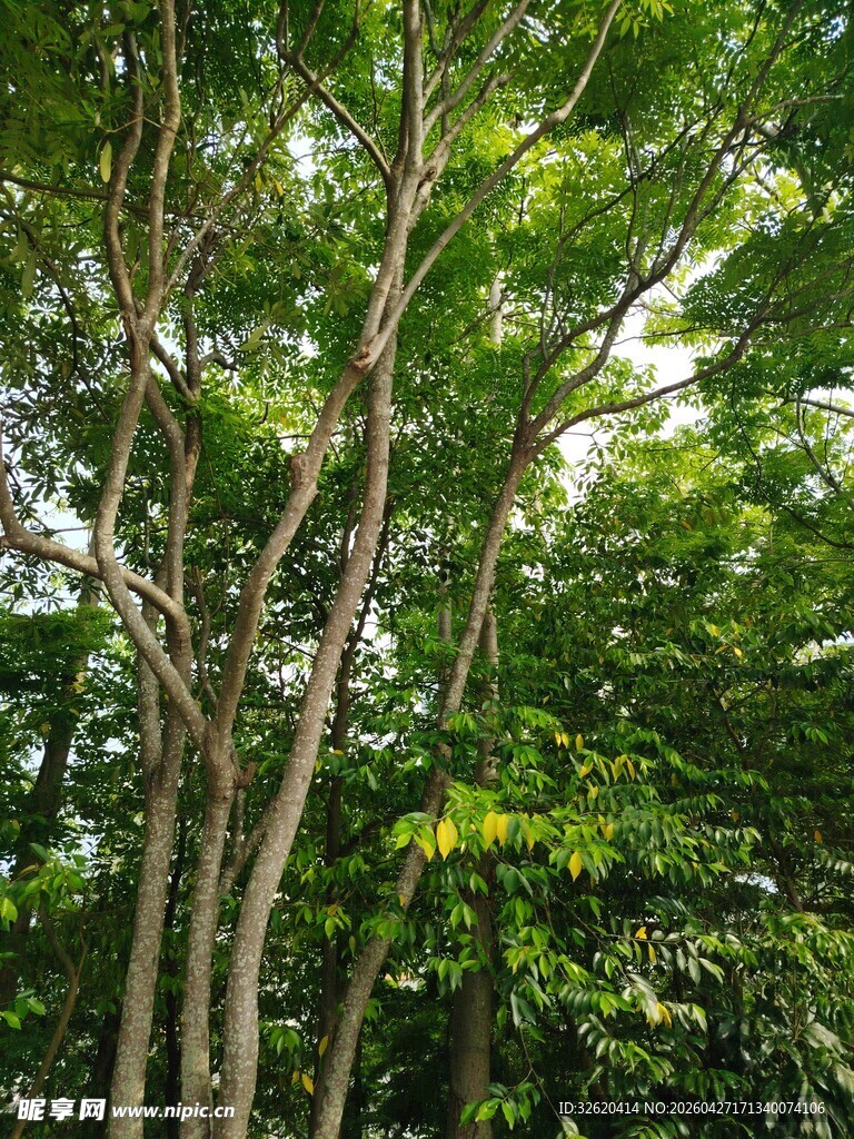 茂密树林中的挺拔树干
