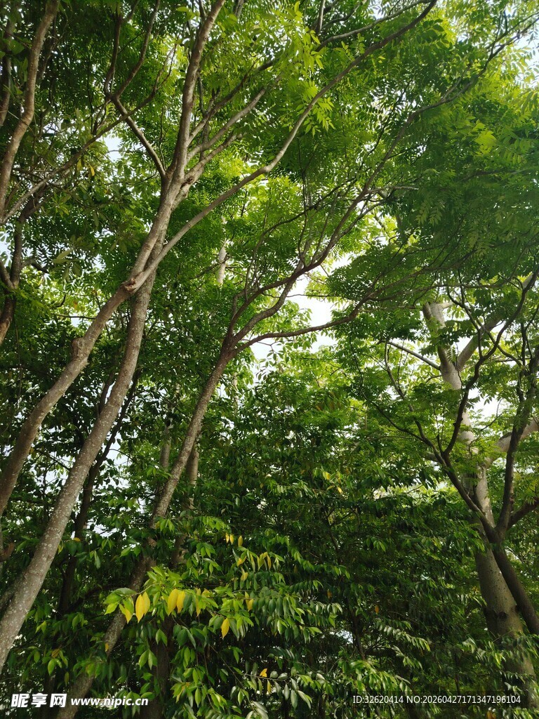 茂密树林中的葱郁树冠
