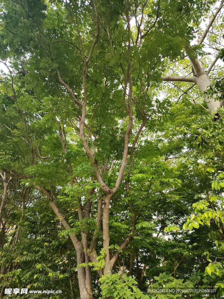茂密树林中的高大树木