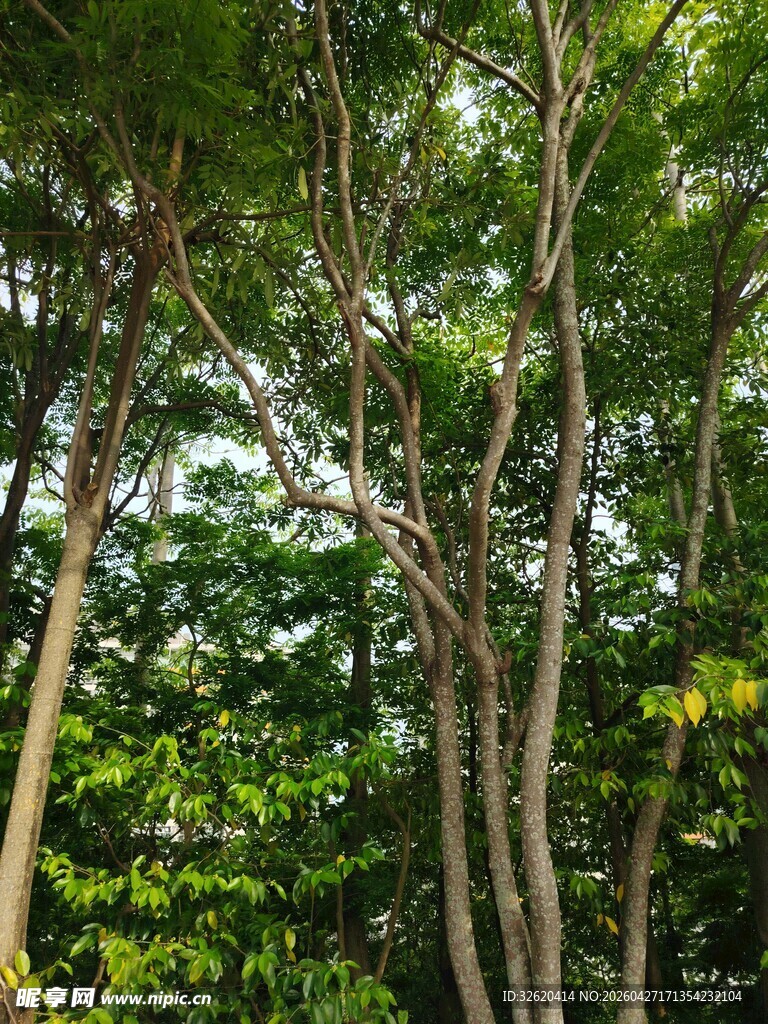 茂密树林中的挺拔树干