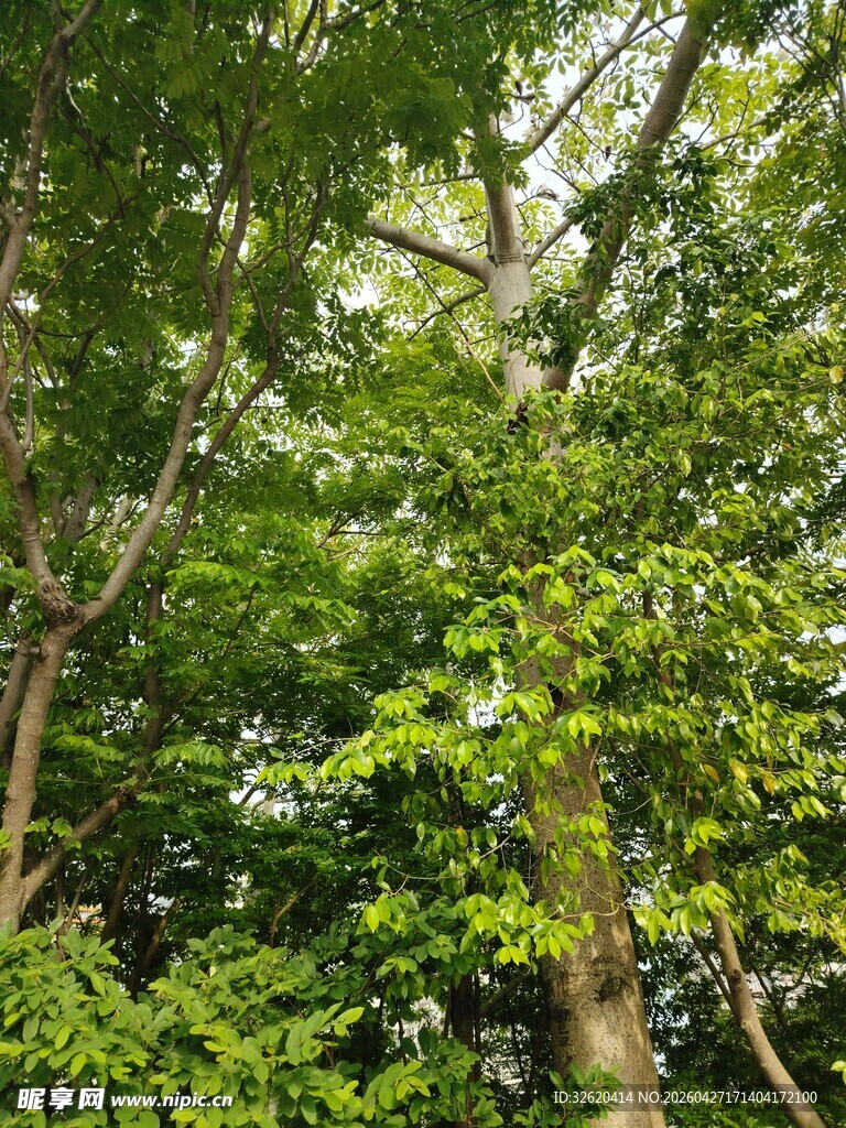 茂密树林中的繁茂枝叶