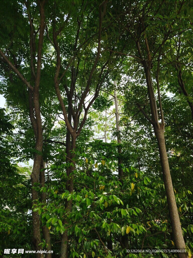 茂密森林中的高大树木