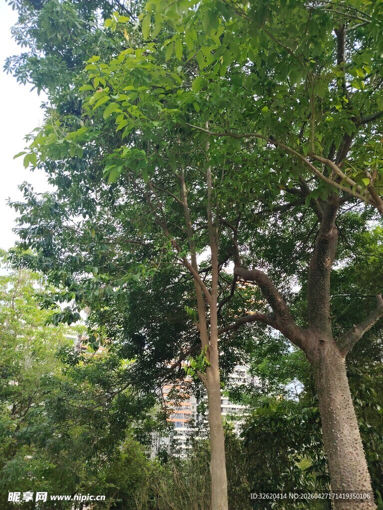 高大葱郁的树木景观
